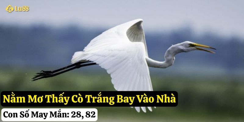 nằm mơ thấy cò trắng