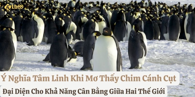 nằm mơ thấy chim cánh cụt