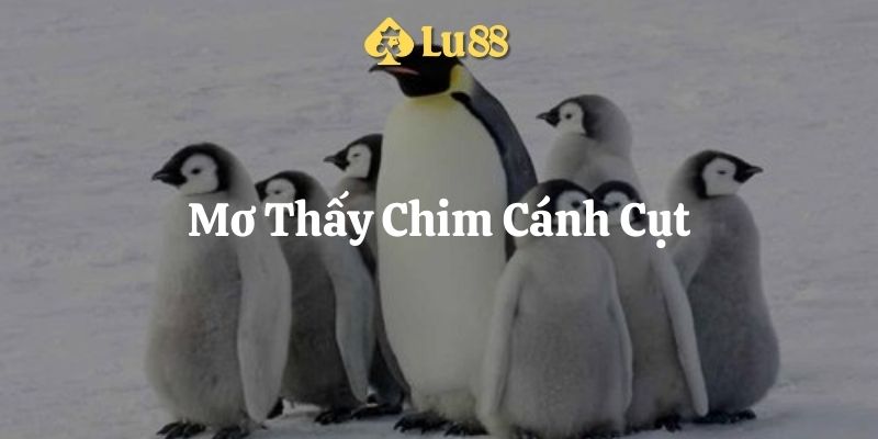 mơ thấy chim cánh cụt lu88 thumb