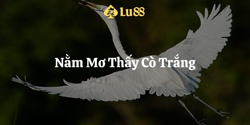 nằm mơ thấy cò trắng lu88 thumb